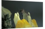 Culex pipiens (common house mosquito) - on a flower by Anonymous