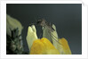 Culex pipiens (common house mosquito) - on a flower by Anonymous