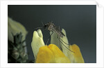 Culex pipiens (common house mosquito) - on a flower by Anonymous