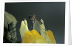 Culex pipiens (common house mosquito) - on a flower by Anonymous