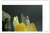 Culex pipiens (common house mosquito) - on a flower by Anonymous