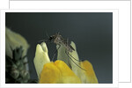 Culex pipiens (common house mosquito) - on a flower by Anonymous