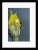 Culex pipiens (common house mosquito) - on a flower by Anonymous