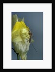Culex pipiens (common house mosquito) - on a flower by Anonymous