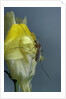 Culex pipiens (common house mosquito) - on a flower by Anonymous