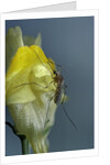 Culex pipiens (common house mosquito) - on a flower by Anonymous