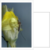 Culex pipiens (common house mosquito) - on a flower by Anonymous