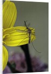 Culex pipiens (common house mosquito) - on a flower by Anonymous