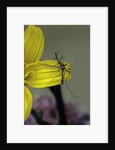 Culex pipiens (common house mosquito) - on a flower by Anonymous