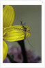 Culex pipiens (common house mosquito) - on a flower by Anonymous