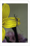 Culex pipiens (common house mosquito) - on a flower by Anonymous