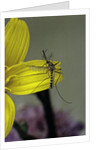 Culex pipiens (common house mosquito) - on a flower by Anonymous