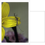 Culex pipiens (common house mosquito) - on a flower by Anonymous