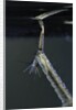 Culex pipiens (common house mosquito) - respiratory organ of larva by Anonymous