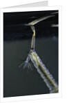 Culex pipiens (common house mosquito) - respiratory organ of larva by Anonymous