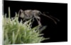 Curculio elephas (chestnut weevil) by Anonymous