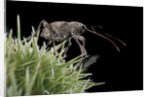 Curculio elephas (chestnut weevil) by Anonymous
