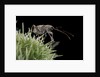 Curculio elephas (chestnut weevil) by Anonymous