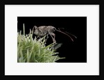 Curculio elephas (chestnut weevil) by Anonymous