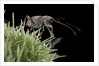 Curculio elephas (chestnut weevil) by Anonymous