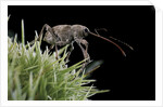 Curculio elephas (chestnut weevil) by Anonymous