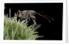 Curculio elephas (chestnut weevil) by Anonymous