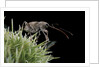 Curculio elephas (chestnut weevil) by Anonymous