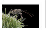 Curculio elephas (chestnut weevil) by Anonymous