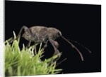 Curculio elephas (chestnut weevil) by Anonymous