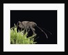 Curculio elephas (chestnut weevil) by Anonymous