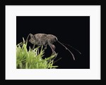 Curculio elephas (chestnut weevil) by Anonymous