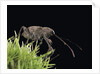 Curculio elephas (chestnut weevil) by Anonymous
