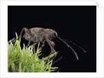 Curculio elephas (chestnut weevil) by Anonymous