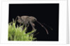 Curculio elephas (chestnut weevil) by Anonymous