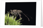 Curculio elephas (chestnut weevil) by Anonymous
