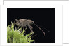 Curculio elephas (chestnut weevil) by Anonymous