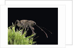 Curculio elephas (chestnut weevil) by Anonymous