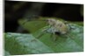 Curculio elephas (chestnut weevil) by Anonymous