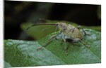 Curculio elephas (chestnut weevil) by Anonymous