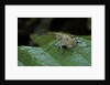 Curculio elephas (chestnut weevil) by Anonymous
