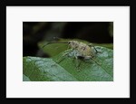 Curculio elephas (chestnut weevil) by Anonymous