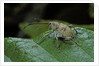 Curculio elephas (chestnut weevil) by Anonymous