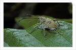 Curculio elephas (chestnut weevil) by Anonymous