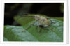 Curculio elephas (chestnut weevil) by Anonymous