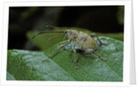 Curculio elephas (chestnut weevil) by Anonymous