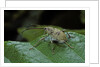Curculio elephas (chestnut weevil) by Anonymous