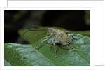 Curculio elephas (chestnut weevil) by Anonymous