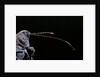 Curculio elephas (chestnut weevil) by Anonymous
