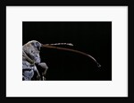 Curculio elephas (chestnut weevil) by Anonymous
