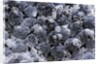 Dactylopius coccus (opuntia cochineal scale) by Anonymous